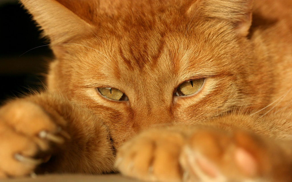 趴着的猫咪图片