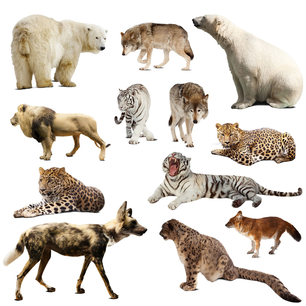 20000种动物图片图片