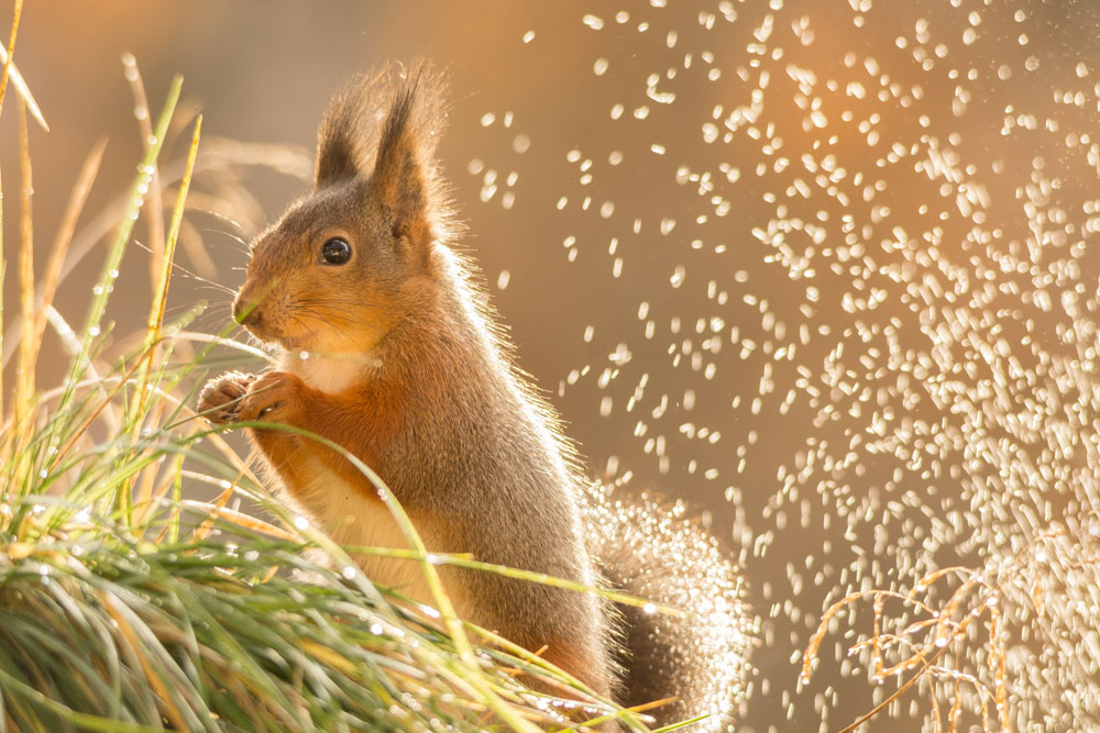 草丛旁的松鼠 图片素材下载-陆地动物-生物世界-图片素材 - 集图网 ww