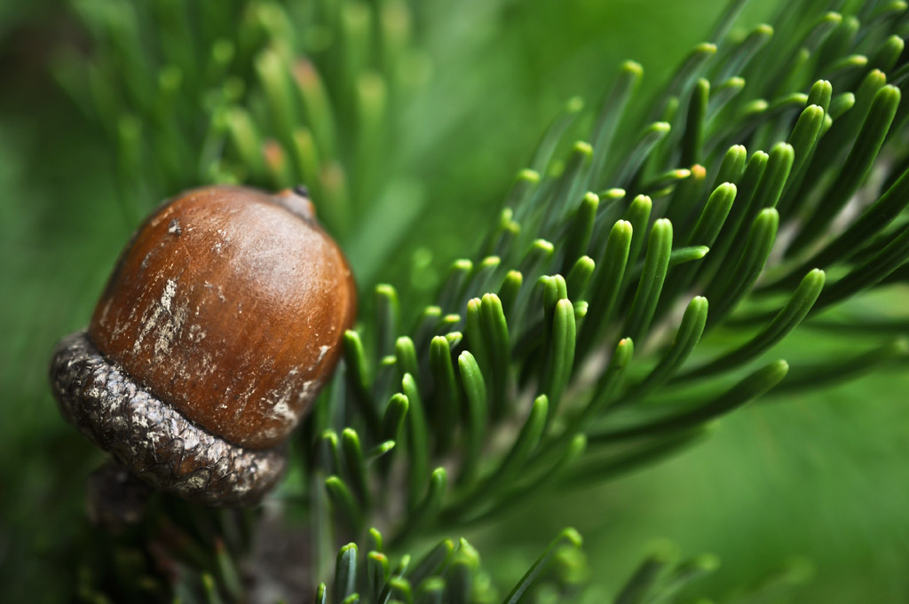 松枝上的橡果 图片素材下载-其他类别-餐饮美食-图片素材 - 集图网 ww