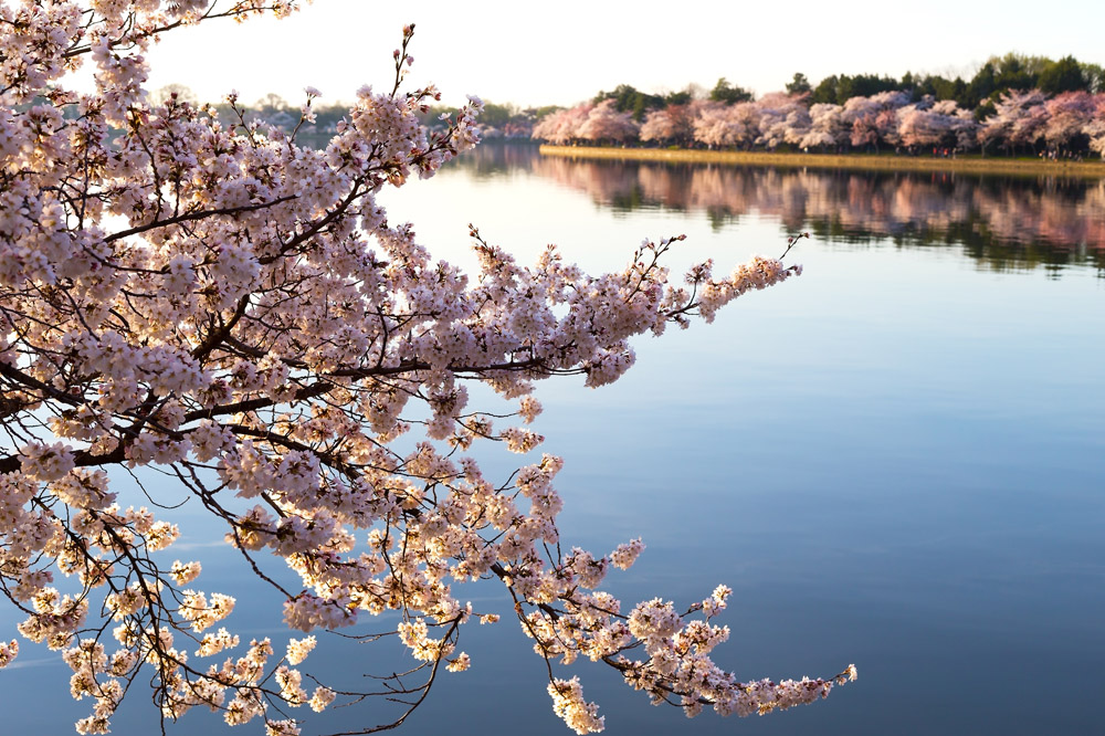 湖泊樱花风景