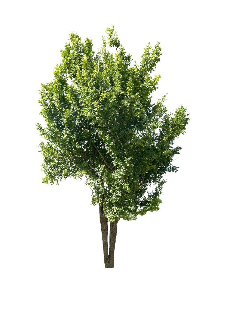 白底植物贴图图片