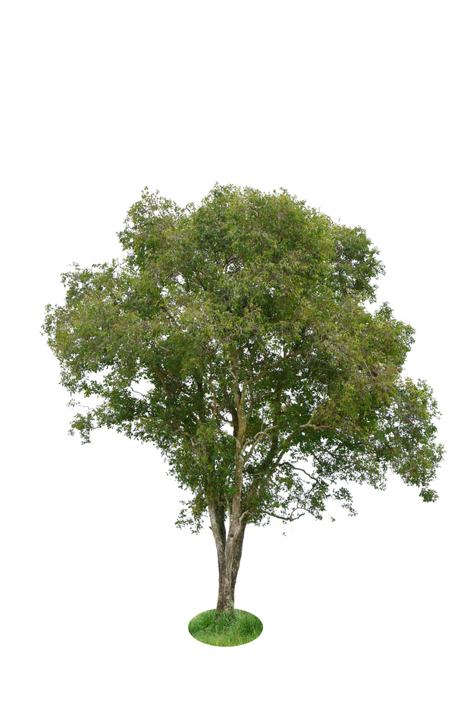 白底树木贴图图片