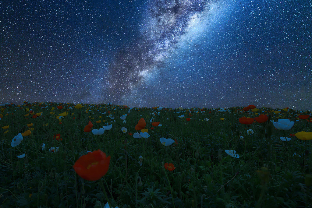 鲜花草地星空风景