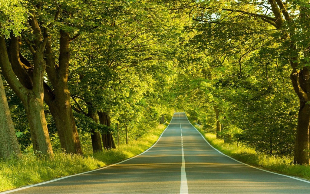 林荫马路风景