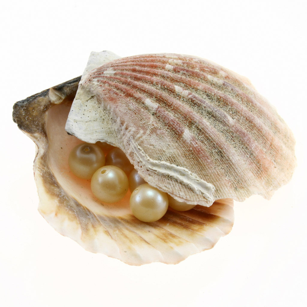 贝壳珍珠摄影图片