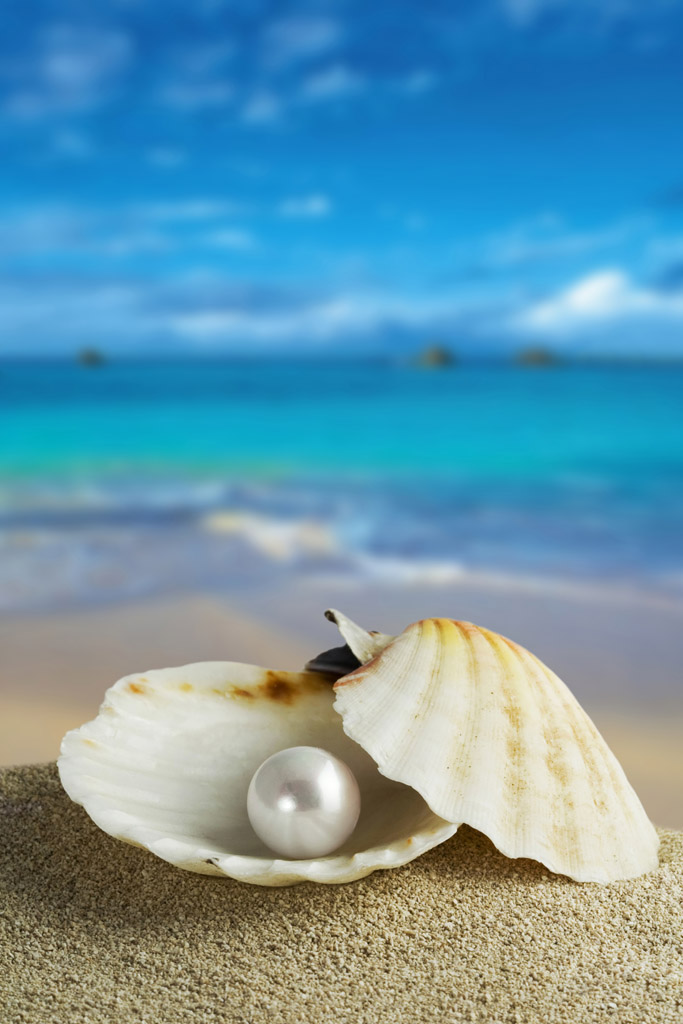 沙滩上的贝壳珍珠图片素材下载(图片id:897028)