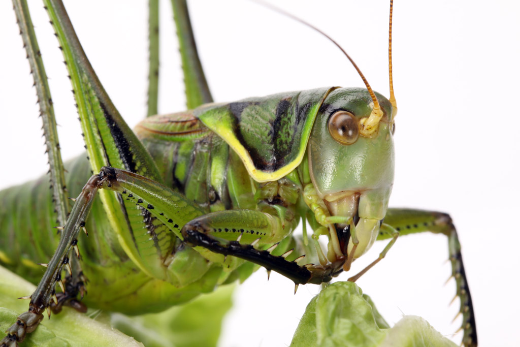 绿色巨型大蝗虫图片