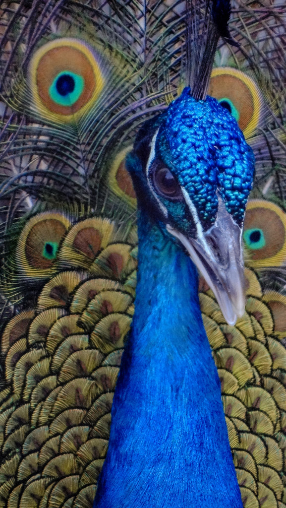 蓝色孔雀头部图片