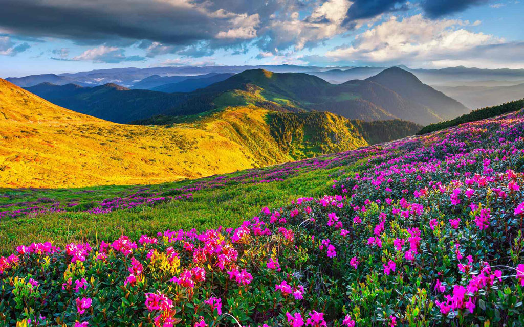 山水鲜花风景图片大全图片