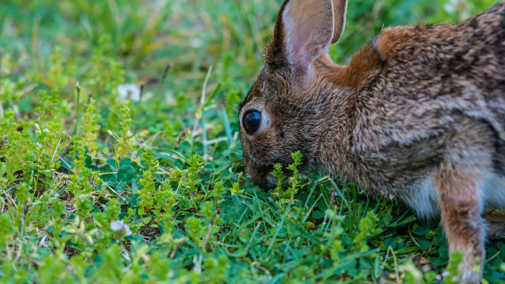吃草的兔子 图片素材下载