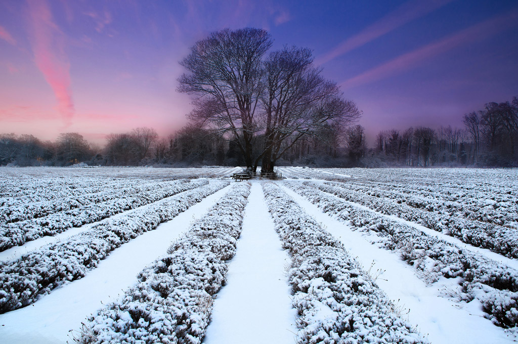冬天的田野的景色图片