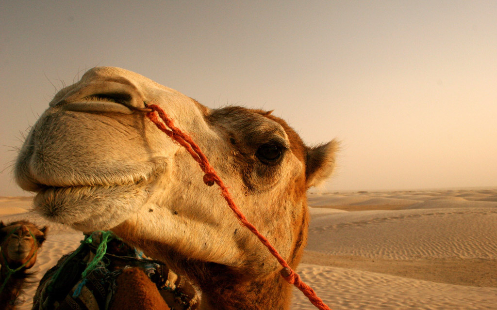 金坷垃沙漠骆驼图片
