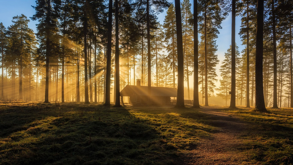 樹林房屋風景