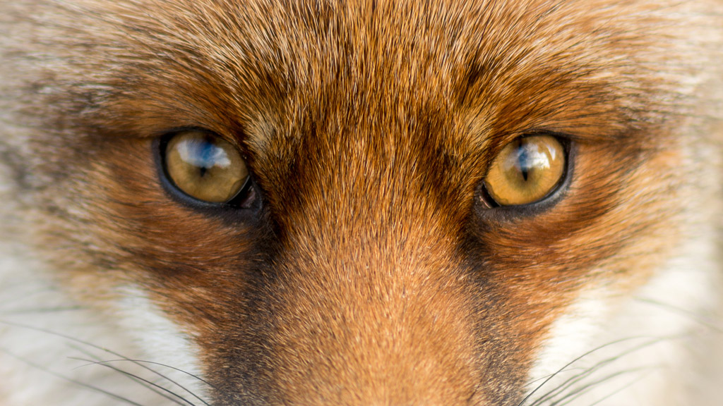 真正的狐狸眼图片图片