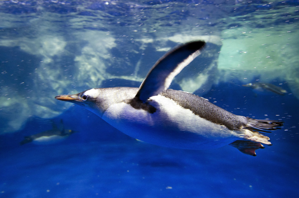 企鹅游泳的照片图片