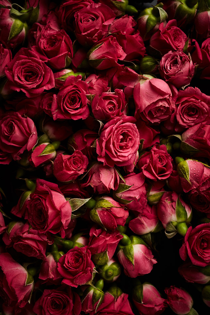 绝美玫瑰花背景图图片