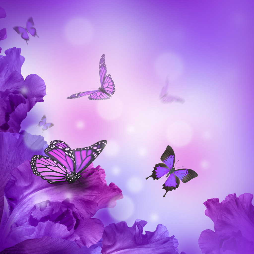 紫色花朵与紫色蝴蝶图片