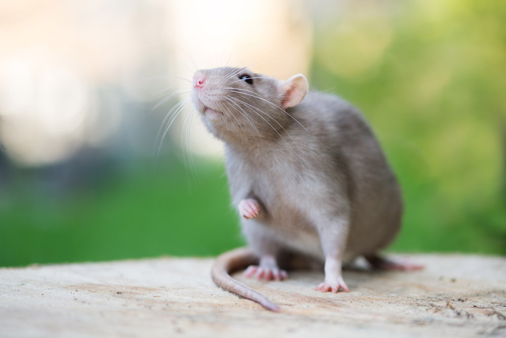 常见老鼠的种类图片