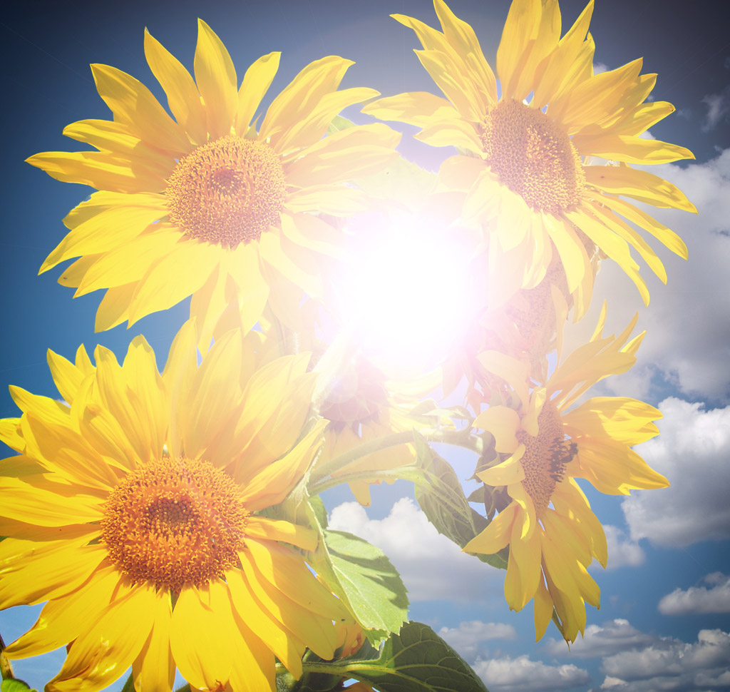 向日葵与太阳图片唯美图片