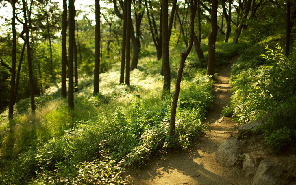 小路樹林 圖片素材下載-自然風景-自然景觀-圖片素材 - 集圖網 www.