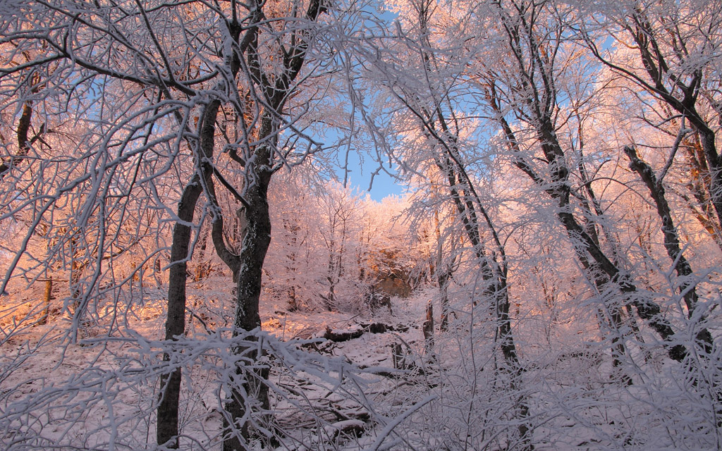 冬天雪地树林 图片素材下载