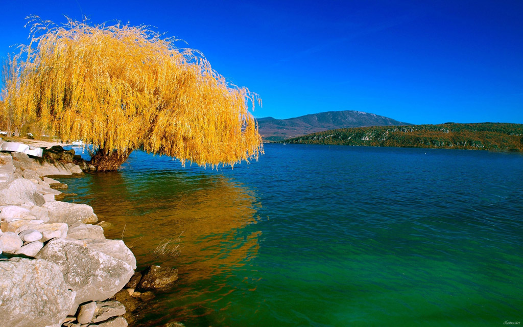 全国最美大树风景图片(全国最美大树风景图片欣赏)