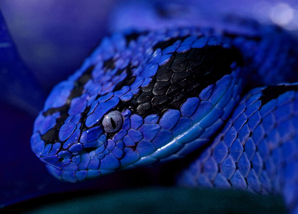 蓝色蛇