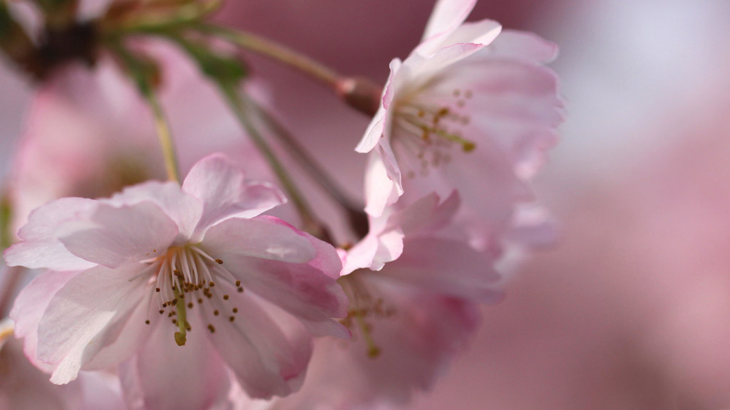 收藏 关键词:粉色花朵图片下载,旅游风光,自然风光,风景壁纸,粉色花朵
