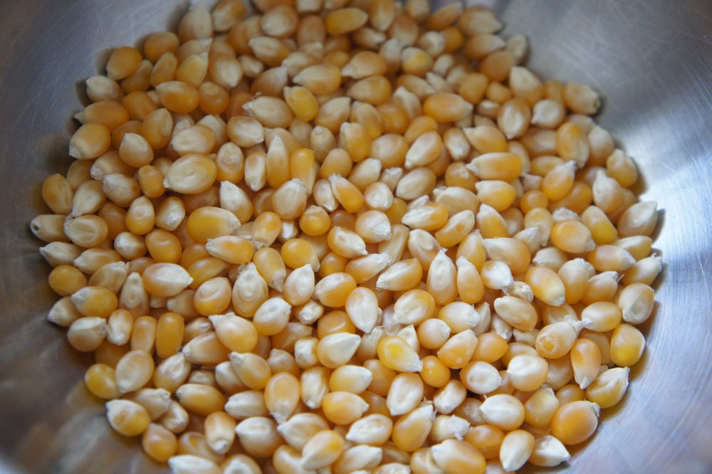 干玉米籽图片