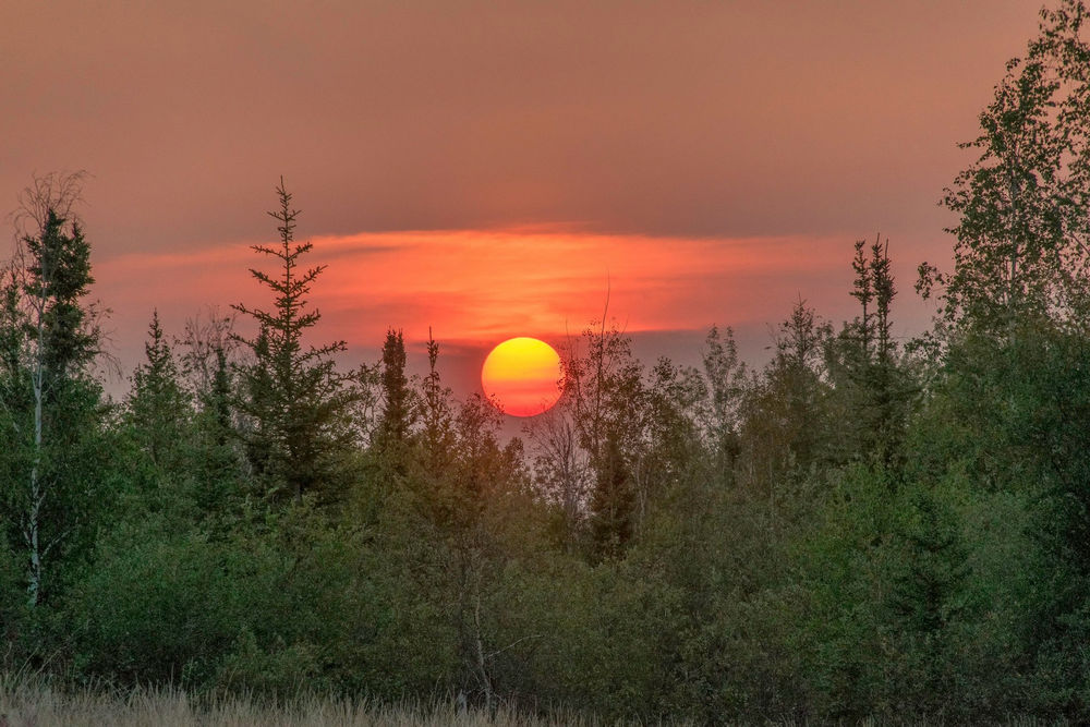 景观,太阳,树木350532