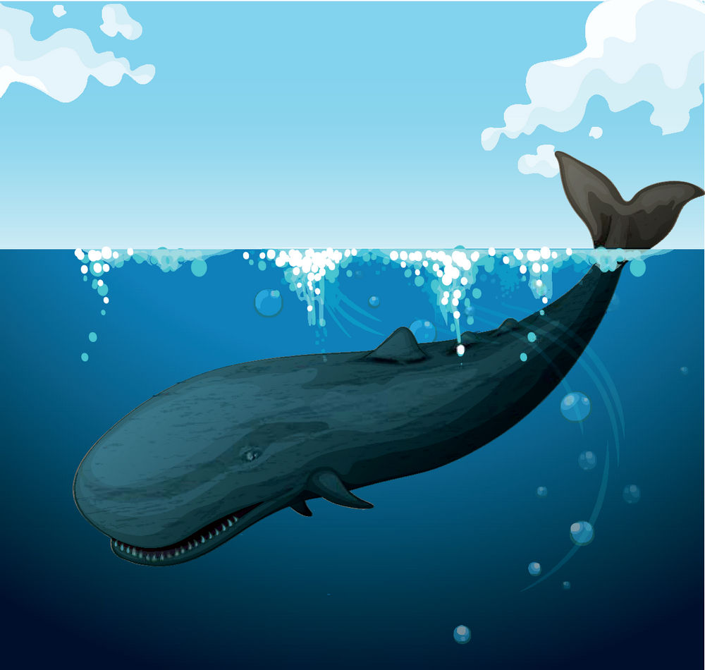 海水鲸鱼 第1页