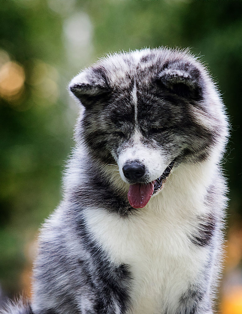 灰白色的狗品种图片